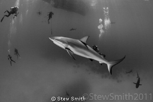 Divers in the patrolling grounds of the Caribbean Reef Sh... by Stew Smith 